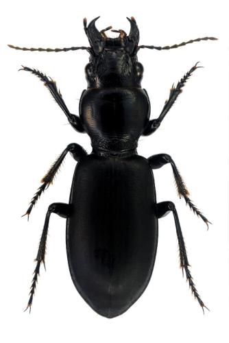 Broscus cephalotes